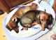 Dachshund Puppies for sale in Waynesville, NC 28786, USA. price: $700