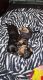 Dachshund Puppies for sale in Brunswick, GA, USA. price: NA