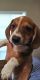 Dachshund Puppies for sale in Bakersfield, CA, USA. price: $950