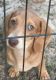 Dachshund Puppies for sale in Saucier, MS 39574, USA. price: $650