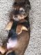 Dachshund Puppies for sale in Bay City, MI, USA. price: $1,200
