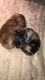 Dachshund Puppies for sale in Winona, MN 55987, USA. price: NA