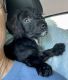 Dachshund Puppies for sale in Williamsburg, VA, USA. price: NA