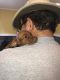 Dachshund Puppies for sale in North Mississippi, MS, USA. price: NA