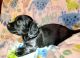 Dachshund Puppies for sale in Catlett, VA 20119, USA. price: $1,600