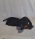 Dachshund Puppies for sale in Fort Worth, TX 76119, USA. price: $600