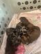 Dachshund Puppies for sale in Manitowoc, WI 54220, USA. price: $800
