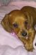 Dachshund Puppies for sale in Casey County, KY, USA. price: $600