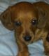 Dachshund Puppies for sale in Casey County, KY, USA. price: $600