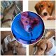 Dachshund Puppies for sale in Bremerton, WA, USA. price: NA