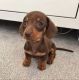 Dachshund Puppies for sale in New York, NY, USA. price: $200