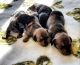 Dachshund Puppies for sale in Dallas, TX, USA. price: $250