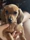 Dachshund Puppies for sale in 11391 W Park Rd, Tucson, AZ 85735, USA. price: $800