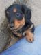 Dachshund Puppies for sale in 273 N Fremont St, Peru, IN 46970, USA. price: NA
