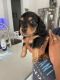 Dachshund Puppies for sale in Wake Forest, NC 27587, USA. price: $1,000