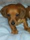 Dachshund Puppies for sale in Casey County, KY, USA. price: $650