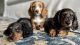 Dachshund Puppies for sale in Issaquah, WA, USA. price: $2,500