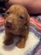Dachshund Puppies for sale in Rich Creek, VA 24147, USA. price: NA