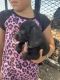Dachshund Puppies for sale in 2485 Arcositas Ave, San Antonio, TX 78221, USA. price: $1,000