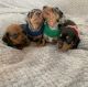 Dachshund Puppies for sale in 23975 Old Spiral Hwy, Lewiston, ID 83501, USA. price: $1,000