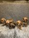 Dachshund Puppies for sale in Phoenix, AZ, USA. price: NA