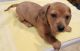 Dachshund Puppies for sale in Oklahoma City Metropolitan Area, OK, USA. price: NA