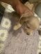 Dachshund Puppies for sale in St Charles, MD 20603, USA. price: $800