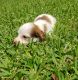 Dachshund Puppies for sale in Anniston, AL, USA. price: NA