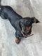 Dachshund Puppies for sale in Champlin, MN 55316, USA. price: $375