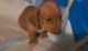Dachshund Puppies for sale in Burns, TN, USA. price: $500