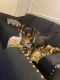 Dachshund Puppies for sale in Bowersville, GA 30516, USA. price: NA