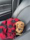Dachshund Puppies for sale in Stockbridge, GA, USA. price: $1,200