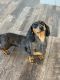 Dachshund Puppies for sale in Carson City, MI 48811, USA. price: $3,000