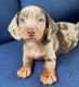 Dachshund Puppies for sale in San Antonio, TX, USA. price: $600