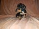 Dachshund Puppies for sale in Fountain Inn, SC, USA. price: NA