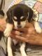 Dachshund Puppies for sale in Columbus, OH, USA. price: $300