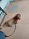 Dachshund Puppies for sale in Spanish Fort, AL, USA. price: NA