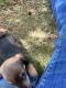 Dachshund Puppies for sale in Hatch, NM, USA. price: NA