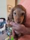 Dachshund Puppies for sale in 3970 Mullan Rd, Missoula, MT 59808, USA. price: NA