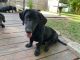 Dachshund Puppies for sale in Temple, GA 30179, USA. price: $100