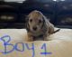 Dachshund Puppies for sale in Hockley, TX 77447, USA. price: NA