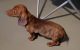 Dachshund Puppies for sale in Plymouth, ME 04969, USA. price: $1,000