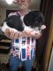 Dachshund Puppies for sale in Tooele, UT 84074, USA. price: NA