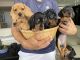 Dachshund Puppies for sale in West Palm Beach, FL, USA. price: NA