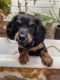 Dachshund Puppies for sale in Panama City Beach, FL, USA. price: $1,500