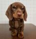 Dachshund Puppies for sale in Holland, MI 49423, USA. price: $1,500