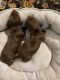Dachshund Puppies for sale in Ocean Springs, MS 39564, USA. price: $1,200