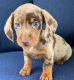 Dachshund Puppies for sale in Dallas, TX, USA. price: $600