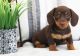 Dachshund Puppies for sale in W Chippewa St, Buffalo, NY, USA. price: $400