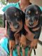 Dachshund Puppies for sale in Nooranad Panchayath, Kerala, India. price: 3000 INR